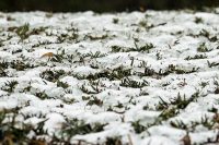 Media Europa está en alerta por frío polar y una fina capa de nieve cubre Bruselas