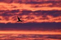 La ESA y Noruega exploran la posibilidad de crear un Centro Espacial Ártico