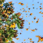 Millones de mariposas monarcas regresan a México junto al enigma de su migración