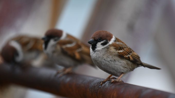 Detectan por primera vez en humanos una enfermedad documentada solo en aves