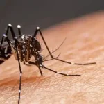 Más de 47.000 personas están ingresadas en Cuba por dengue o chikunguña