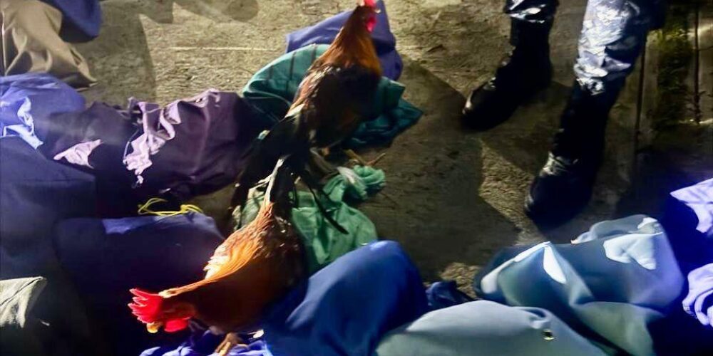 Policía frustra robo de 46 gallos finos en una traba en Santiago; dos hombres huyen tras enfrentamiento