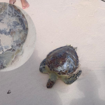 Dos tortugas verdes aparecen muertas en Playa Bávaro: la negligencia sigue ganando terreno pese a nuevas señalizaciones