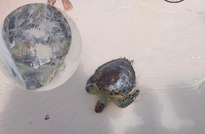 Dos tortugas verdes aparecen muertas en Playa Bávaro: la negligencia sigue ganando terreno pese a nuevas señalizaciones