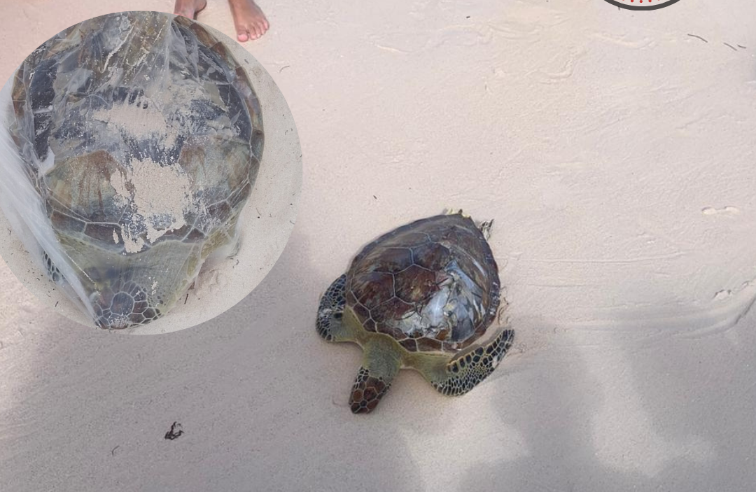 Dos tortugas verdes aparecen muertas en Playa Bávaro: la negligencia sigue ganando terreno pese a nuevas señalizaciones