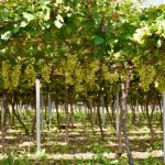 Agricultura inicia cosecha de uvas de mesa en San Juan