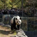 Las tensiones con China ponen en peligro la lucrativa 'diplomacia del panda' para Japón