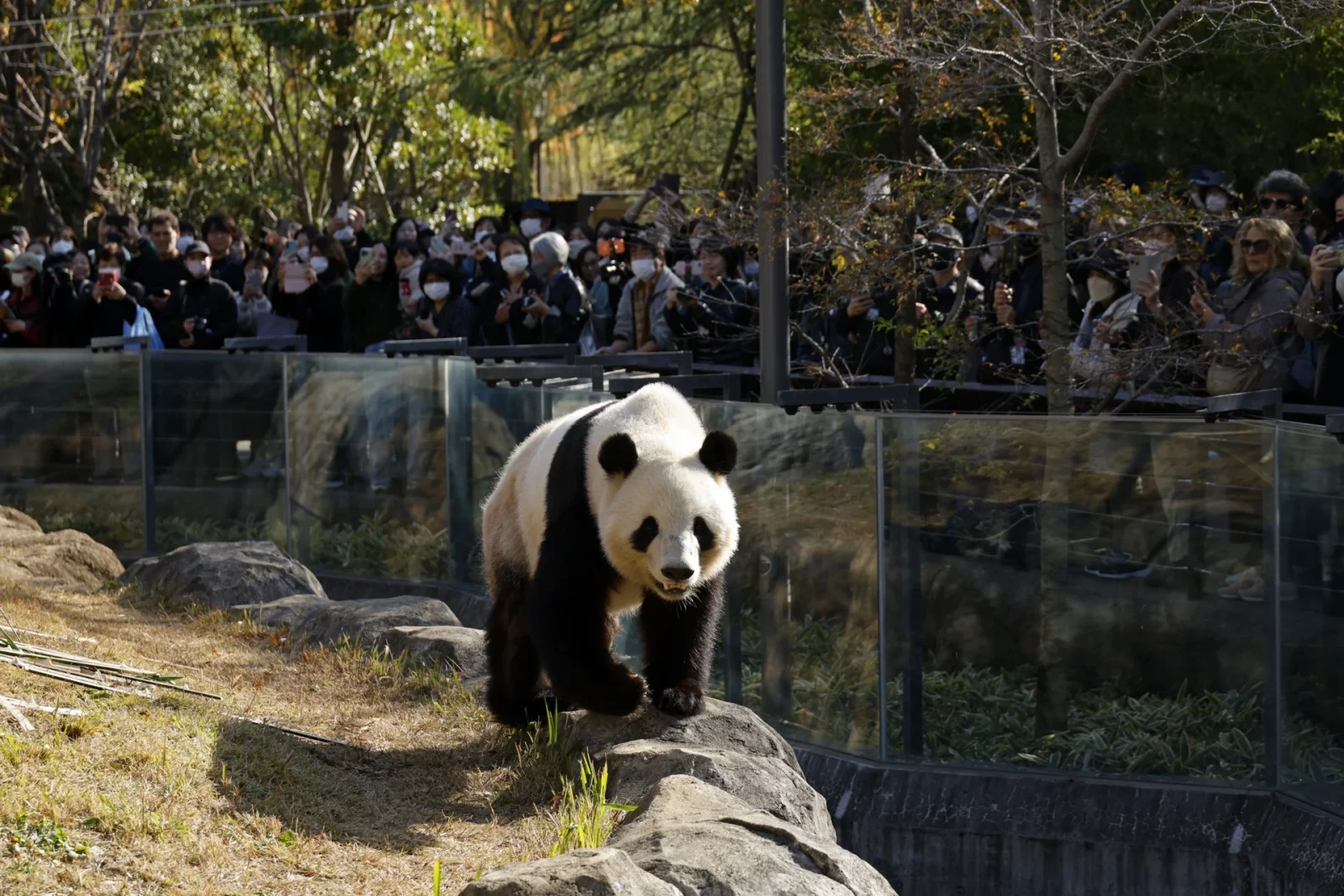 Las tensiones con China ponen en peligro la lucrativa 'diplomacia del panda' para Japón