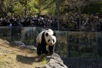 Las tensiones con China ponen en peligro la lucrativa 'diplomacia del panda' para Japón