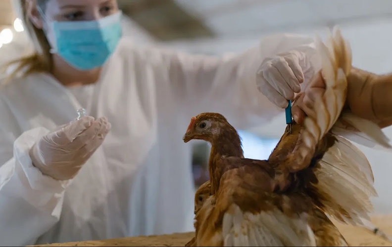 Un virus exclusivo de aves infecta por primera vez a un humano