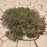 Descubren que las plantas rompen su epidermis para expulsar el exceso de sal y sobrevivir