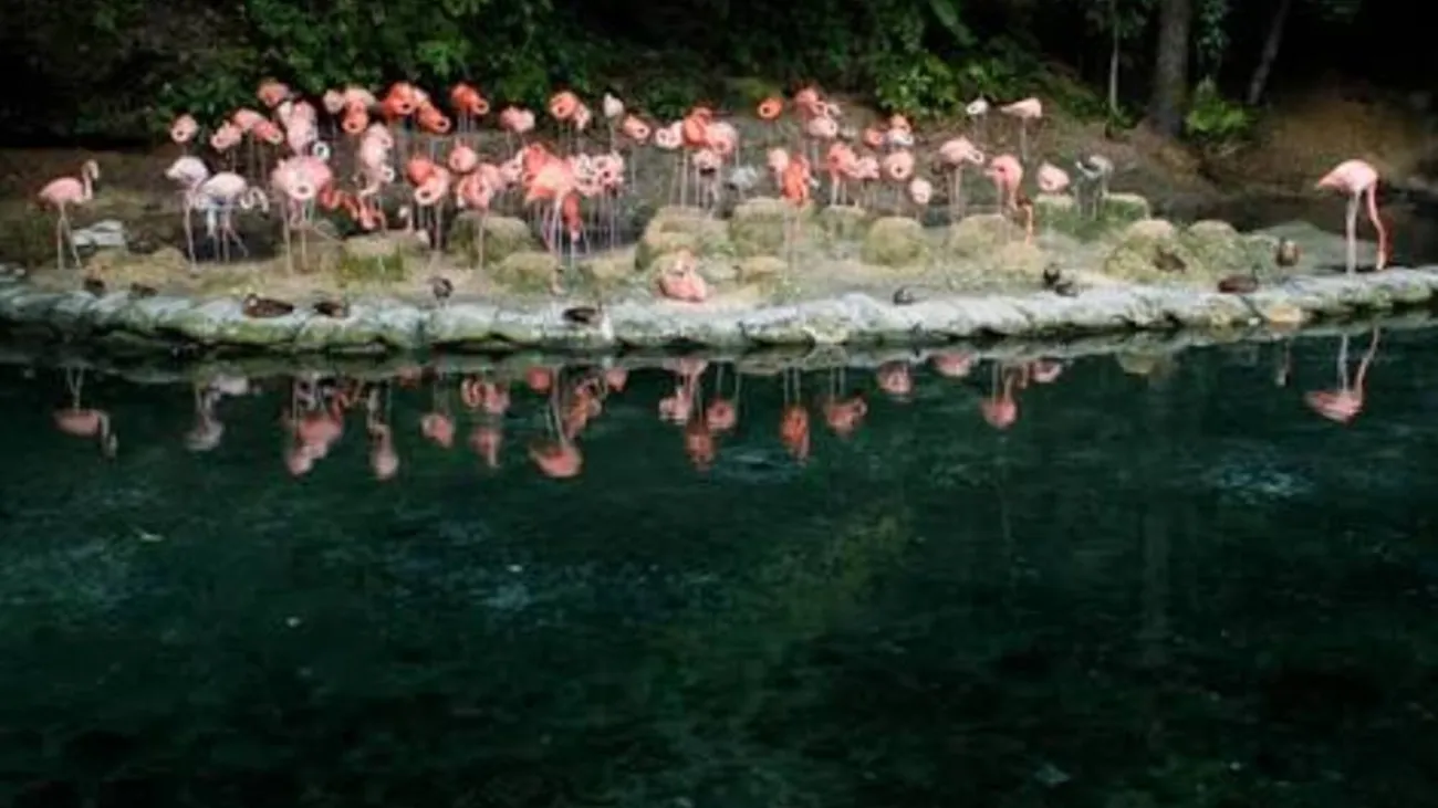 Zoológico Nacional aclara que donación de Puerto Rico no incluye animales venenosos