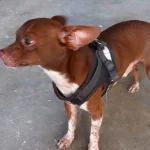 Reportan perrito encontrado en la avenida Barceló; buscan a sus dueños