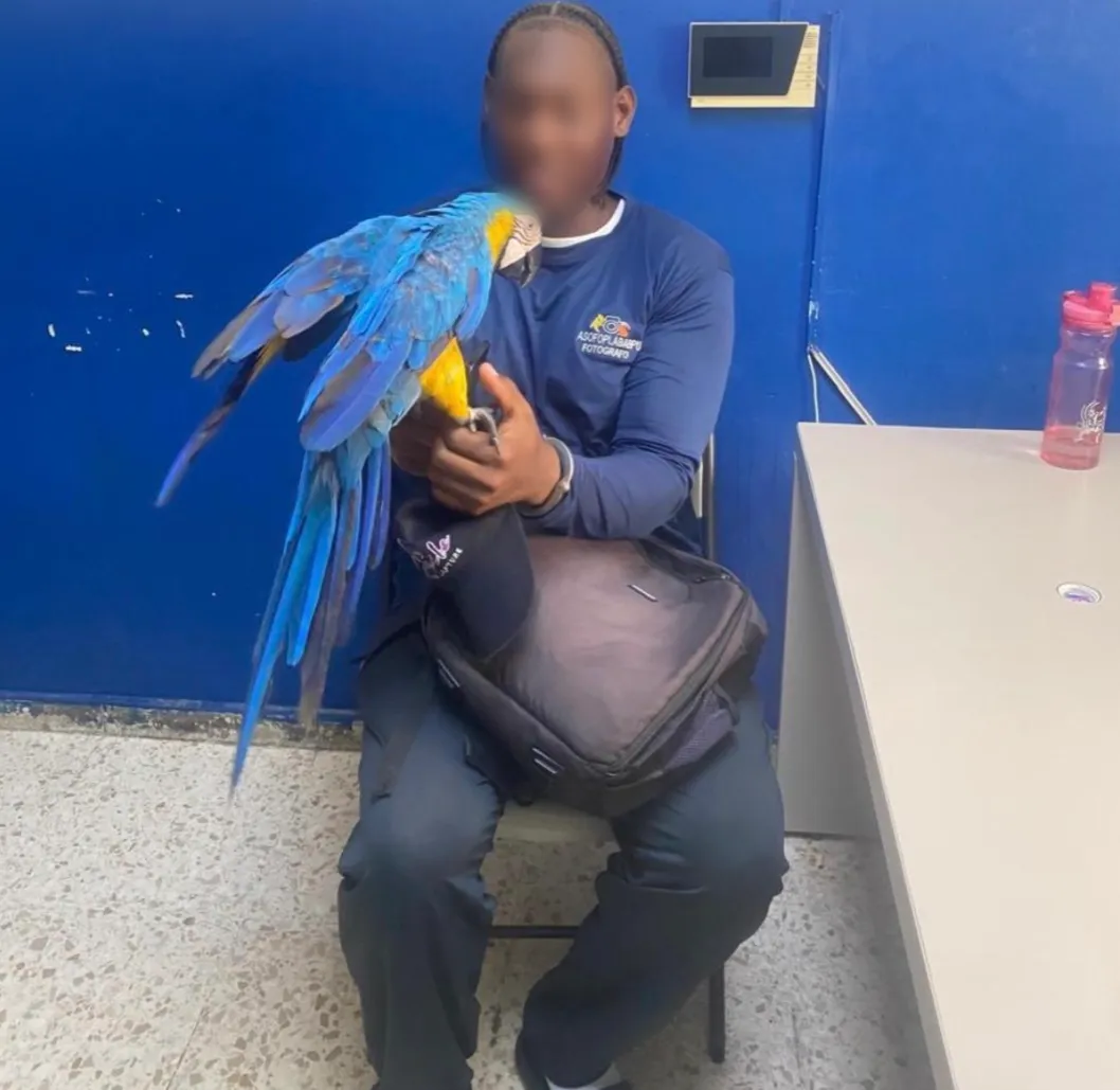 Hombre es enviado al SENPA por comercializar animales exóticos en Bávaro