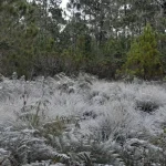 Temperaturas bajo cero vuelven a registrarse en Valle Nuevo, Constanza