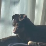 Perro se vuelve viral por trasnocharse viendo el “Live Extendido” de Alofoke