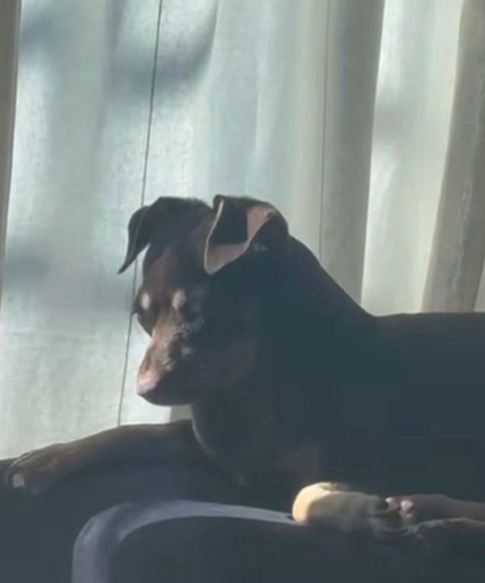 Perro se vuelve viral por trasnocharse viendo el “Live Extendido” de Alofoke