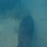 Se reporta presencia de manatíes en playa de Bibijagua; activan protocolo de protección