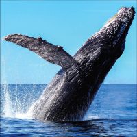 Samaná se consolida como destino de importancia mundial para el avistamiento de ballenas jorobadas