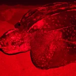 Tortugas marinas: Un triunfo silencioso en las costas dominicanas