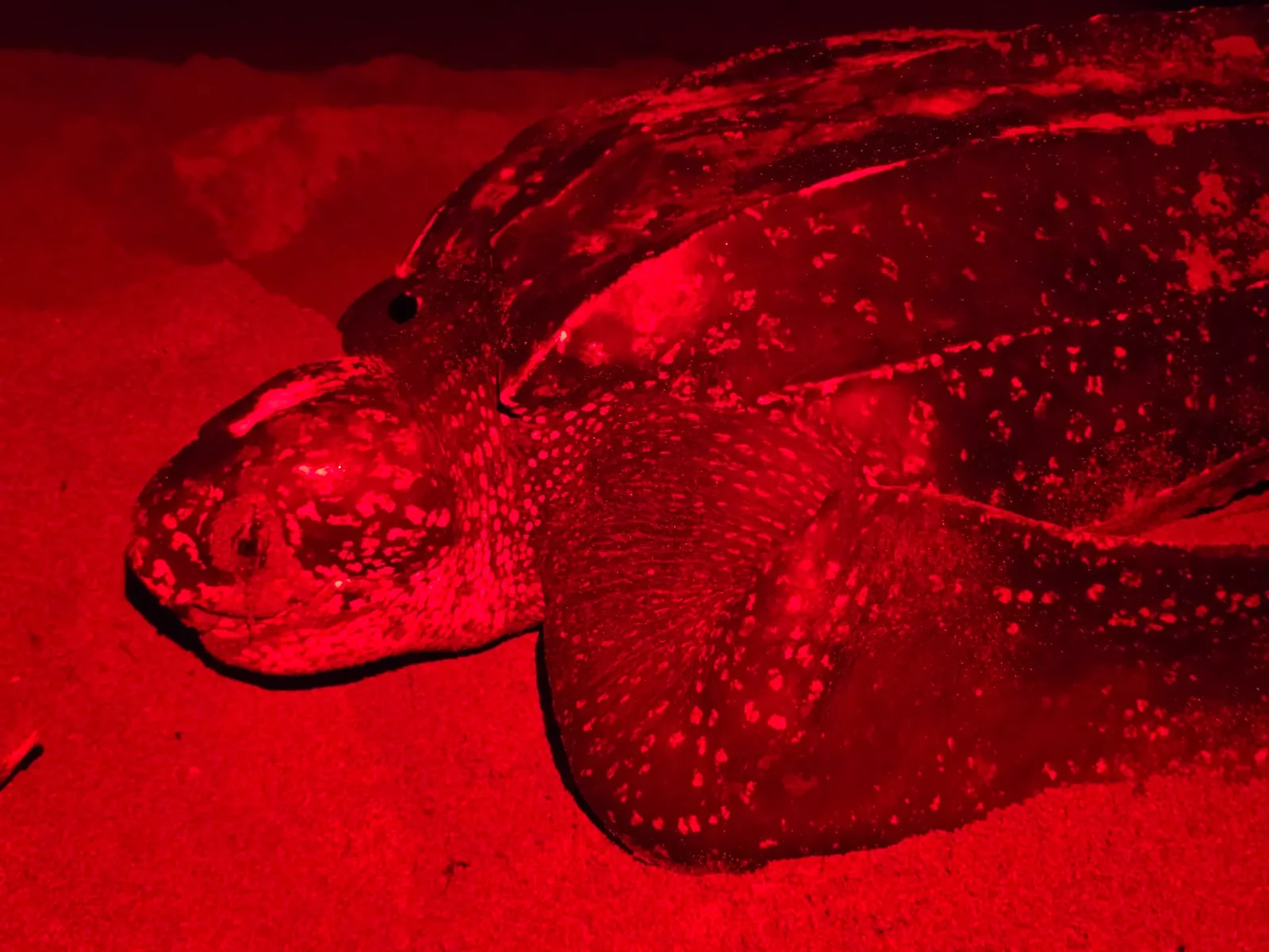 Tortugas marinas: Un triunfo silencioso en las costas dominicanas