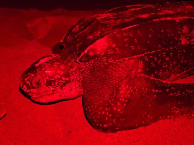 Tortugas marinas: Un triunfo silencioso en las costas dominicanas