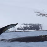 122 años de presencia argentina en la Antártida: cooperación internacional, ciencia y compromiso ambiental