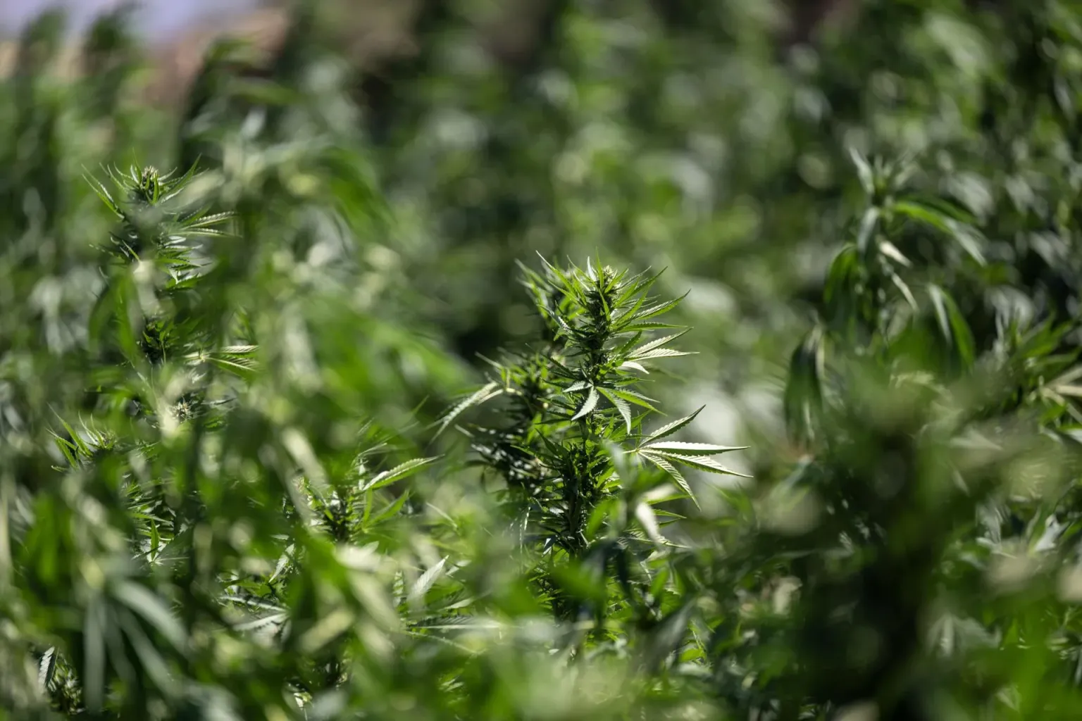 Consumir cannabis en la adolescencia duplica riesgo de trastornos psicóticos y bipolares