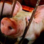 RD logra avances relevantes en el control de la peste porcina africana, según la FAO