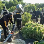Desmantelan extensa plantación de marihuana en Baní, provincia Peravia