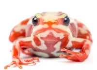 Una rana del sur de Ecuador y del norte de Perú está en el centro del caso del opositor ruso Navalni