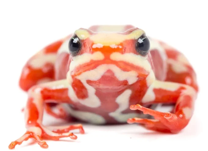 Una rana del sur de Ecuador y del norte de Perú está en el centro del caso del opositor ruso Navalni