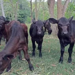 Apresan a cuatro hombres por presunto robo de 18 vacas en Higüey