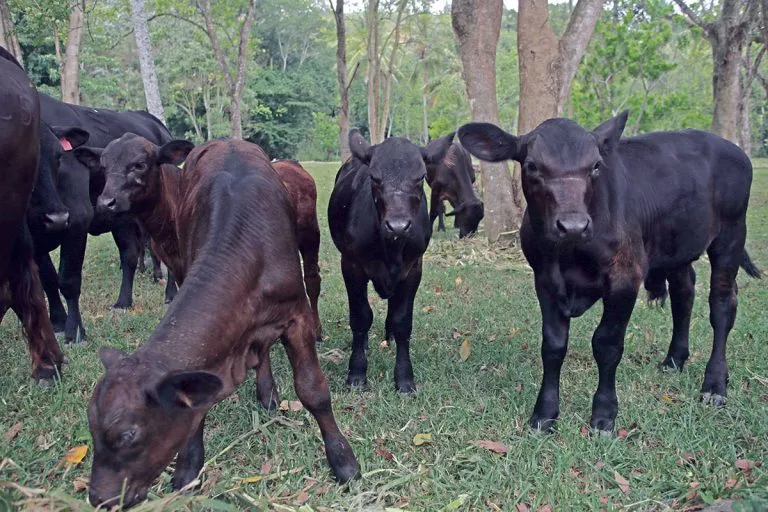Apresan a cuatro hombres por presunto robo de 18 vacas en Higüey