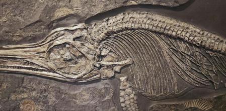 Hallan el pez óseo articulado más antiguo, que vivió hace unos 436 millones de años - Noticias de hoy en República Dominicana | De Último Minuto