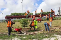 Siembran más de 20 mil plantas para embellecer la Autovía del Coral y otras vías principales