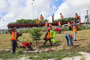 Siembran más de 20 mil plantas para embellecer la Autovía del Coral y otras vías principales
